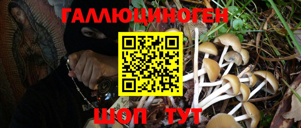 Псилоцибиновые грибы Psilocybine cubensis Севастополь